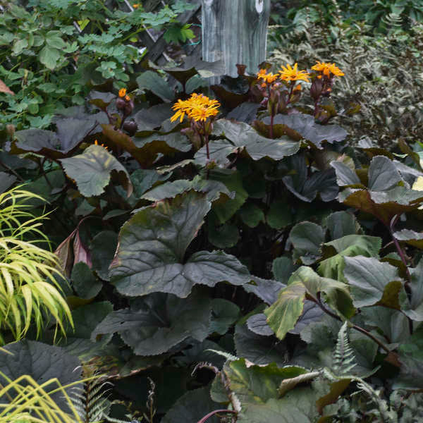 Ligularia dentata 'Britt-Marie Crawford' seeds