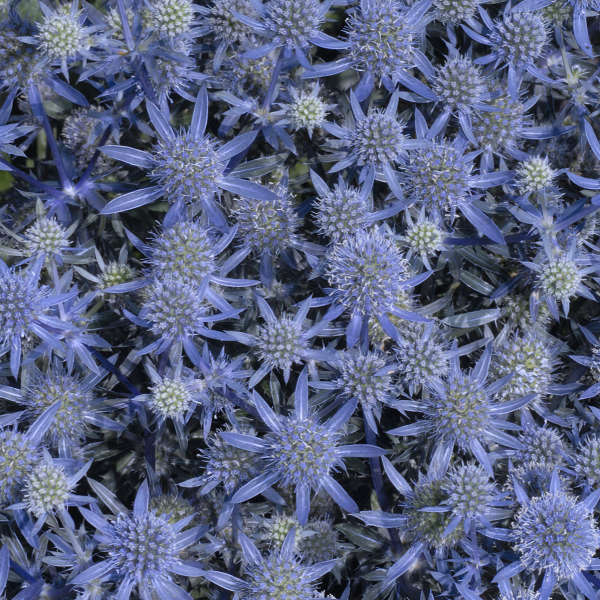 Eryngium planum 'Blue Glitter'