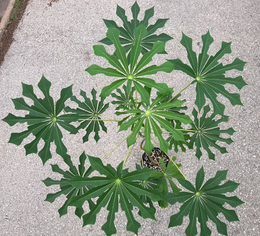 Manihot grahamii Seed