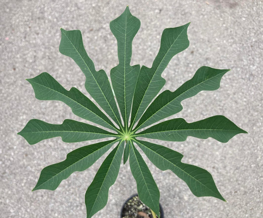 Manihot grahamii Seed