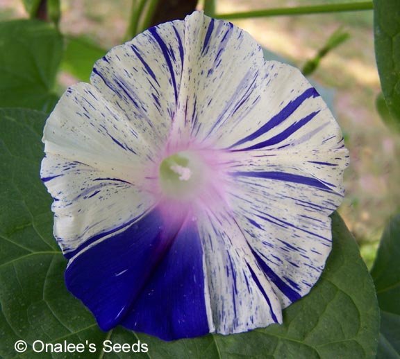 Morning Glory Seeds