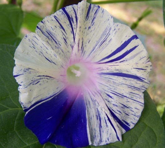 Morning Glory Seeds