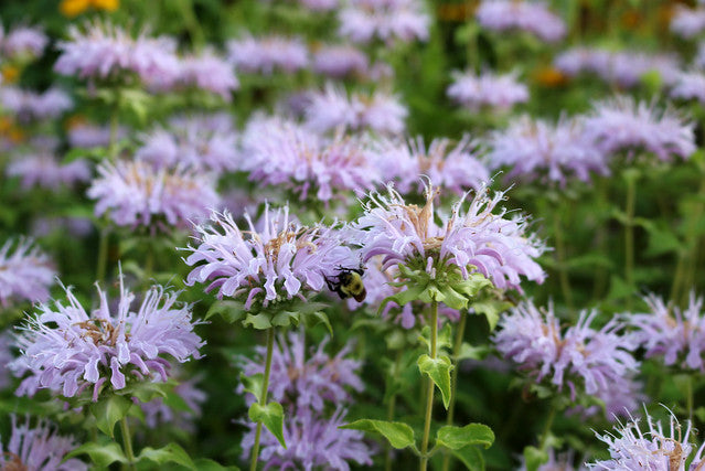 Monarda fisulosa - Wild bergamot - Seeds