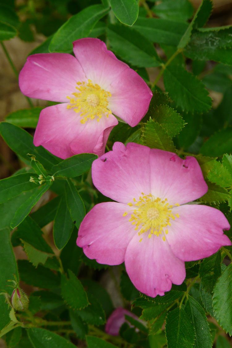 Rosa blanda seeds