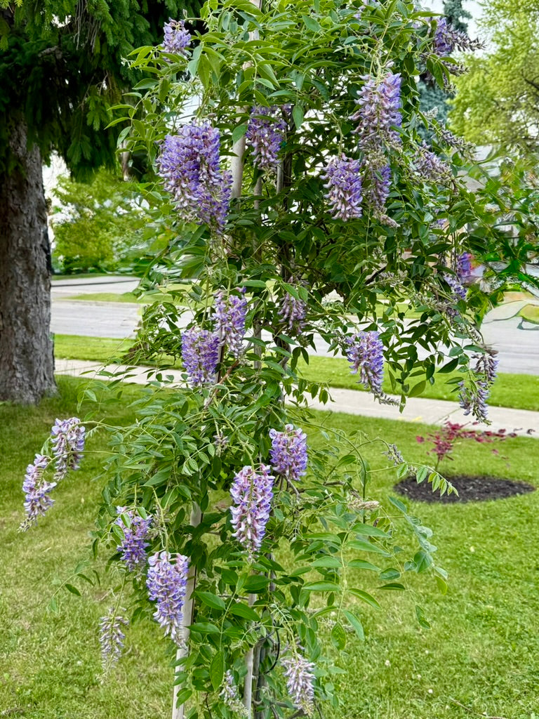 Wisteria macrostachya ‘Blue Moon’ seeds