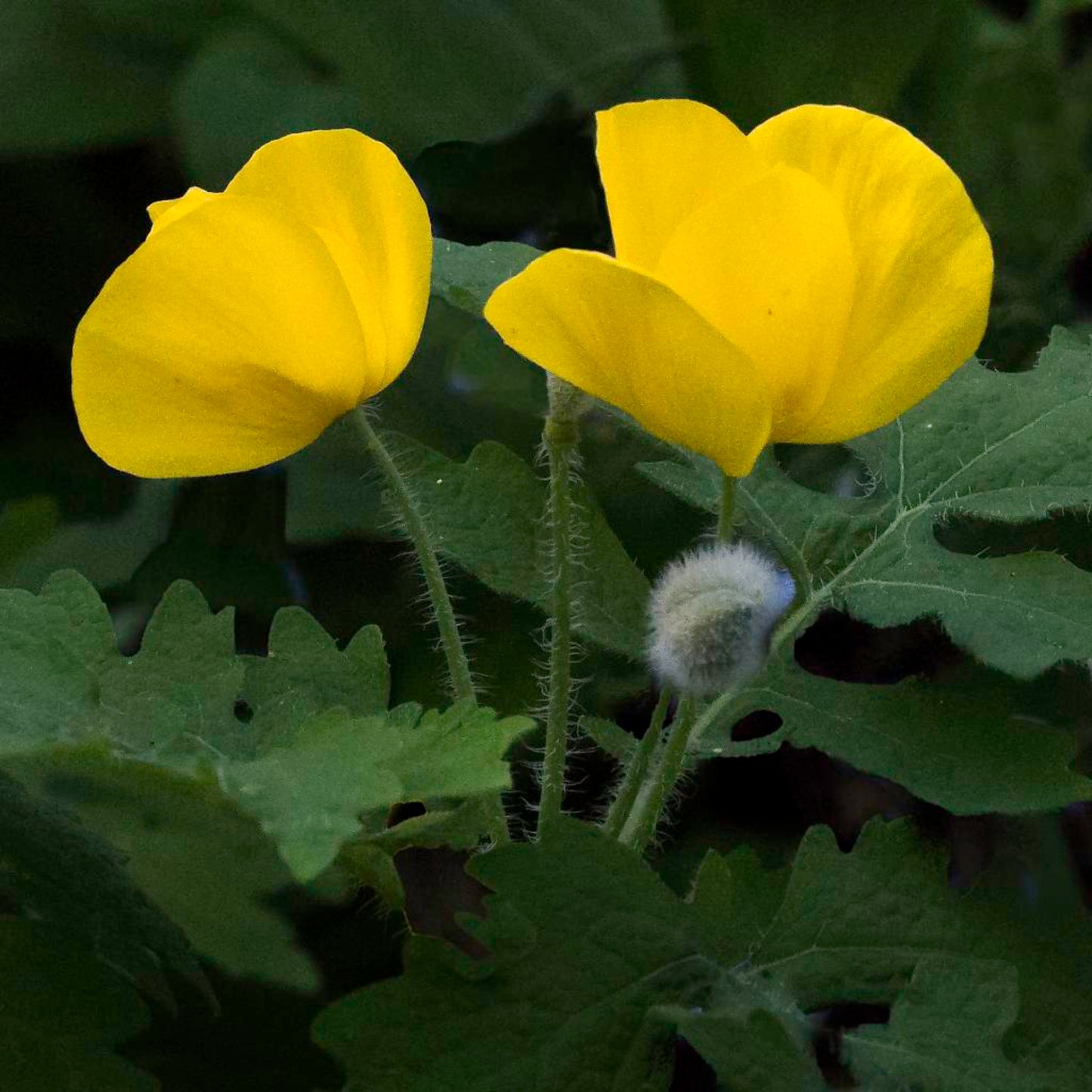 Celandine Poppy (Stylophorum diphyllum) seeds *Native Plant*