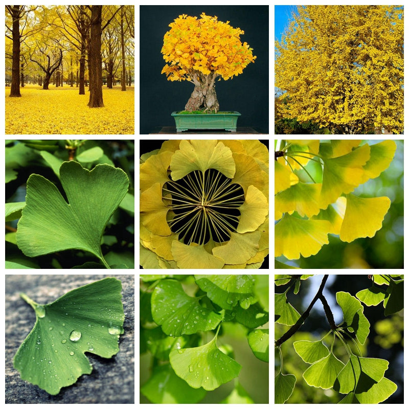 DINOSAUR TREE SEEDS!!!! - GINKGO BILOBA SEEDS