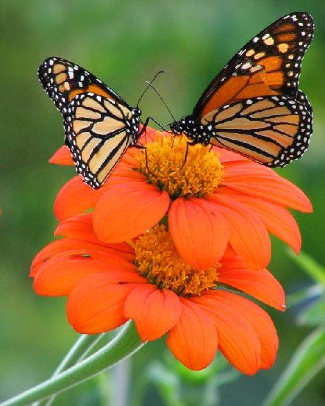 Tithonia Seeds