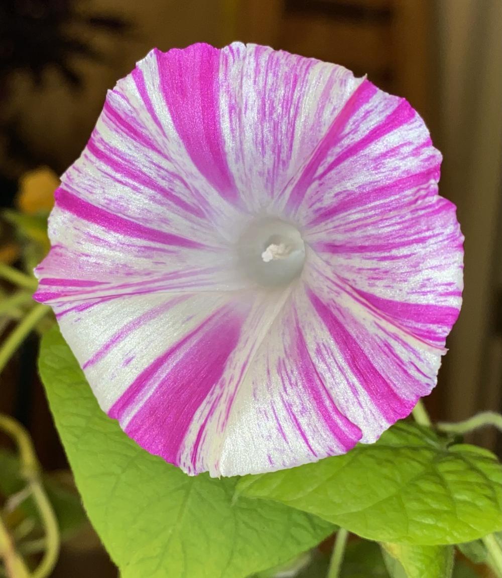 Morning Glory Seeds