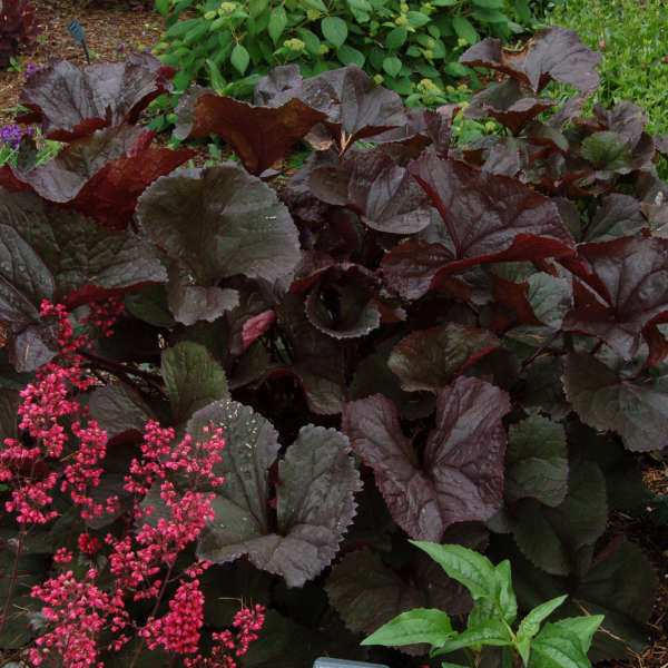 Ligularia dentata 'Britt-Marie Crawford' seeds