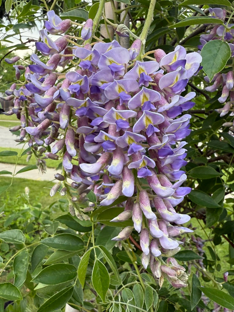 Wisteria macrostachya ‘Blue Moon’ seeds