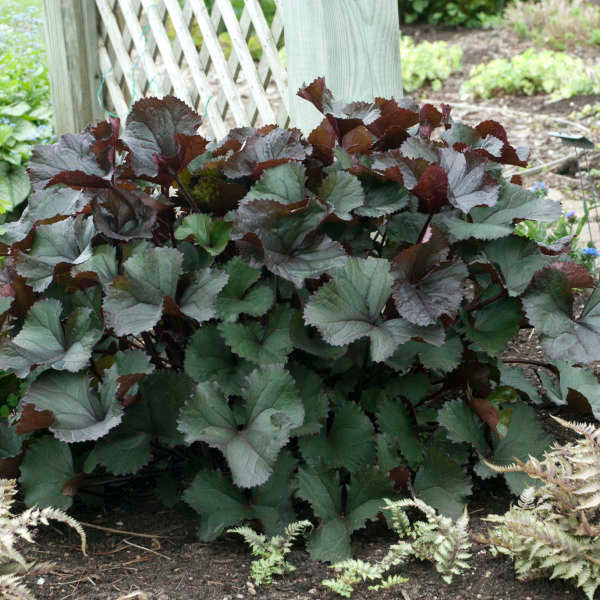 Ligularia dentata 'Britt-Marie Crawford' seeds