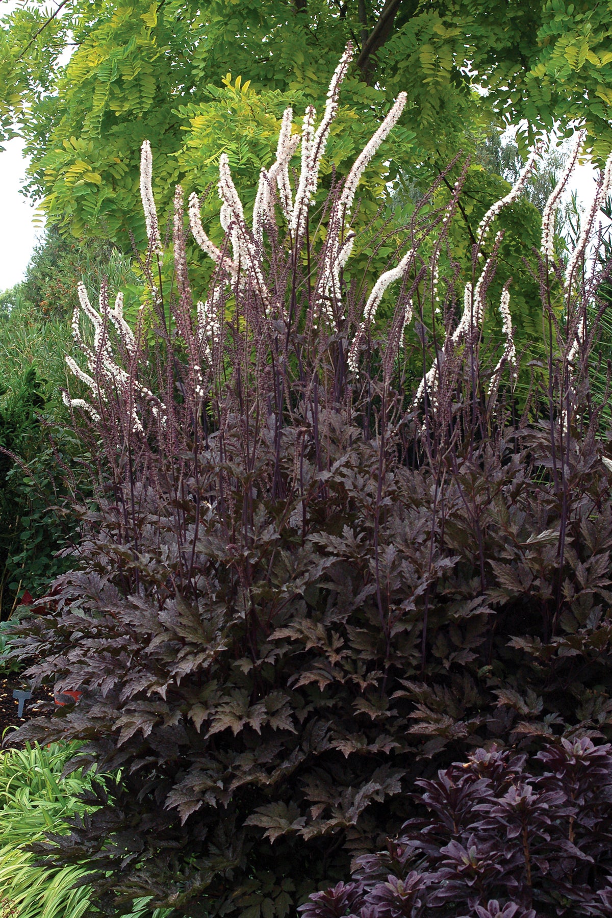 Actaea simplex 'Black Negligee' Seeds