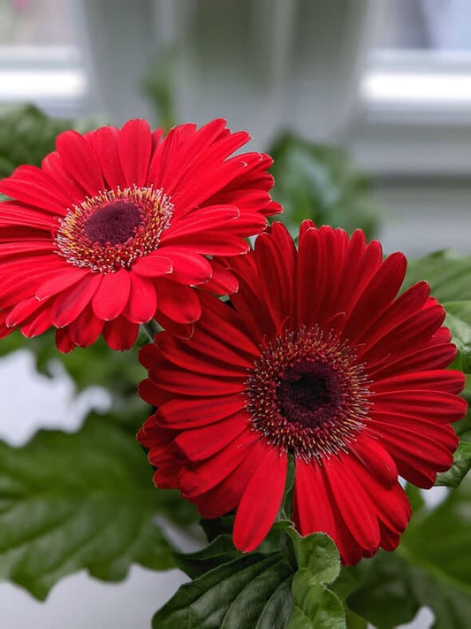 Gerbera Jamesonii (Gerbera Daisy) seeds