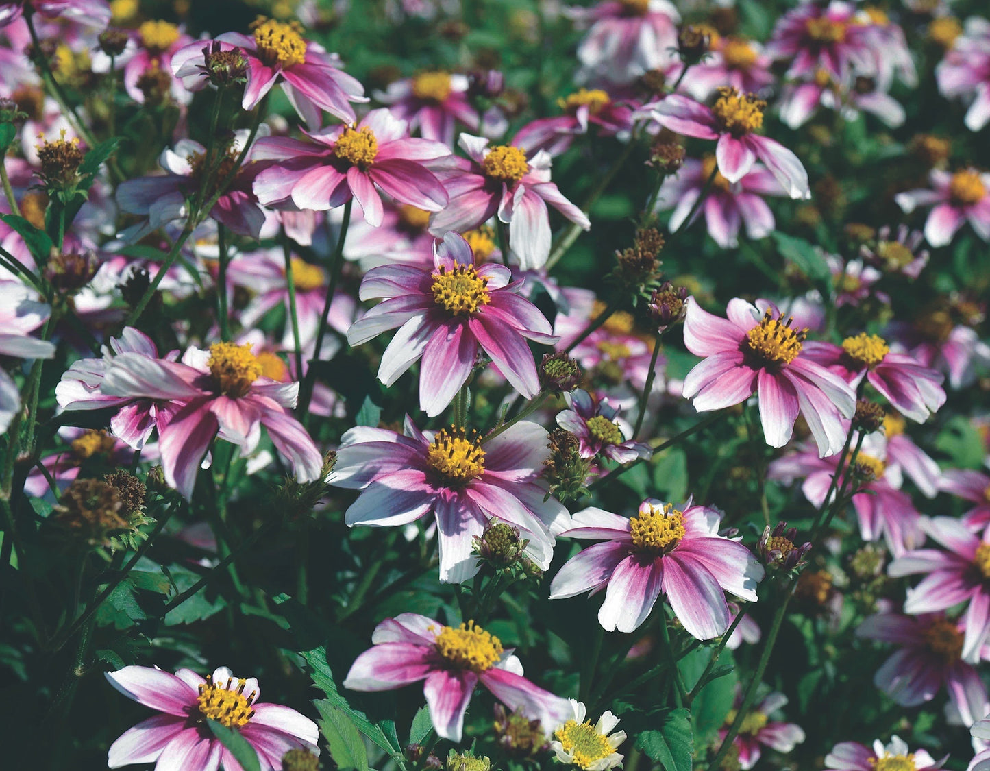 Bidens ferulifolia 'Cupcake Strawberry'