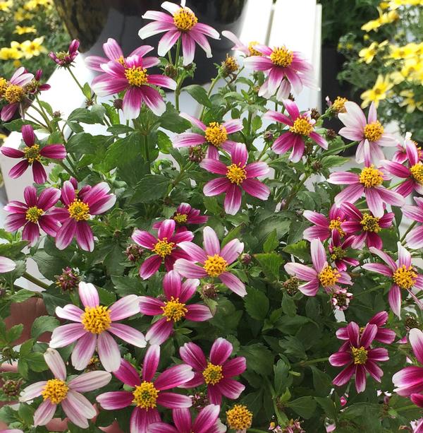 Bidens ferulifolia 'Cupcake Strawberry'