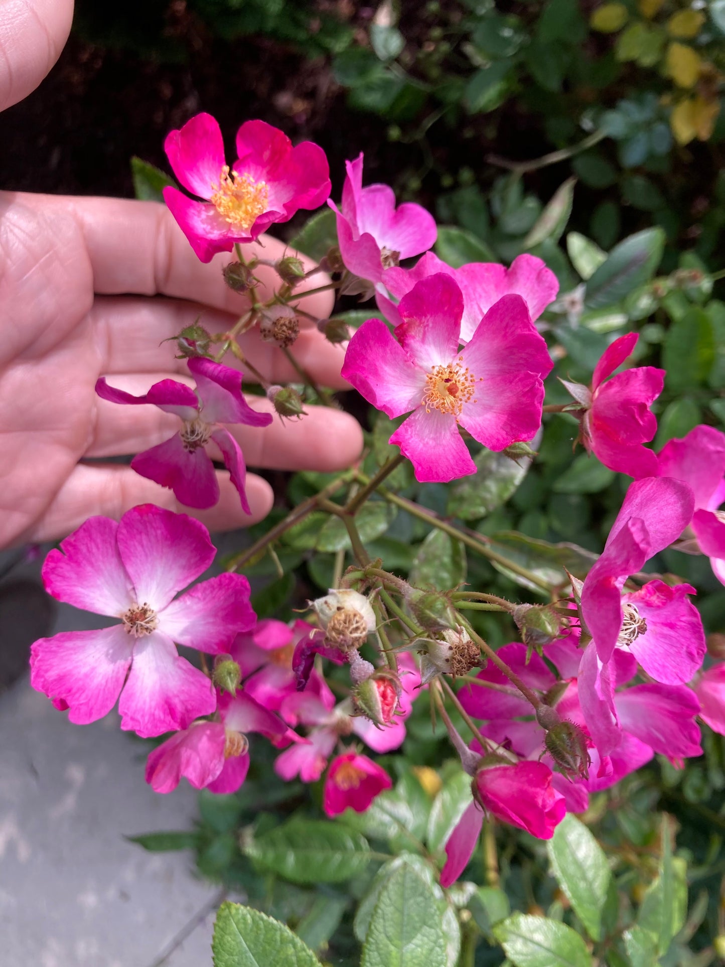 Rosa blanda seeds