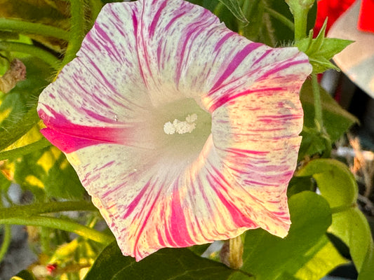 Morning Glory Seeds