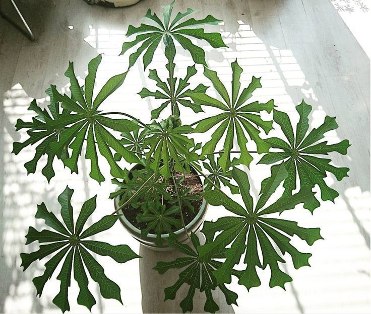 Manihot grahamii Seed