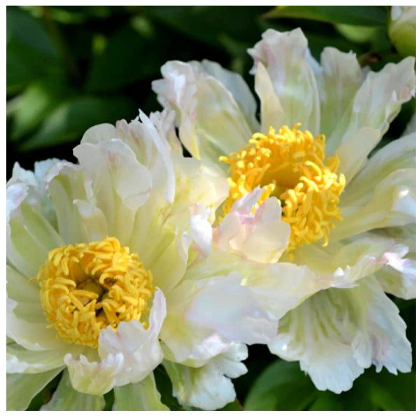 Peony lactiflora hybrids