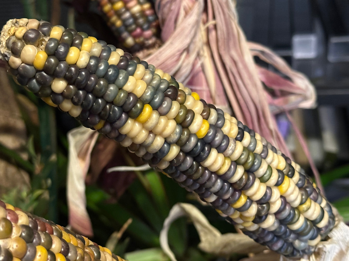 Grow the rainbow!  Glass Gem Corn Seeds.