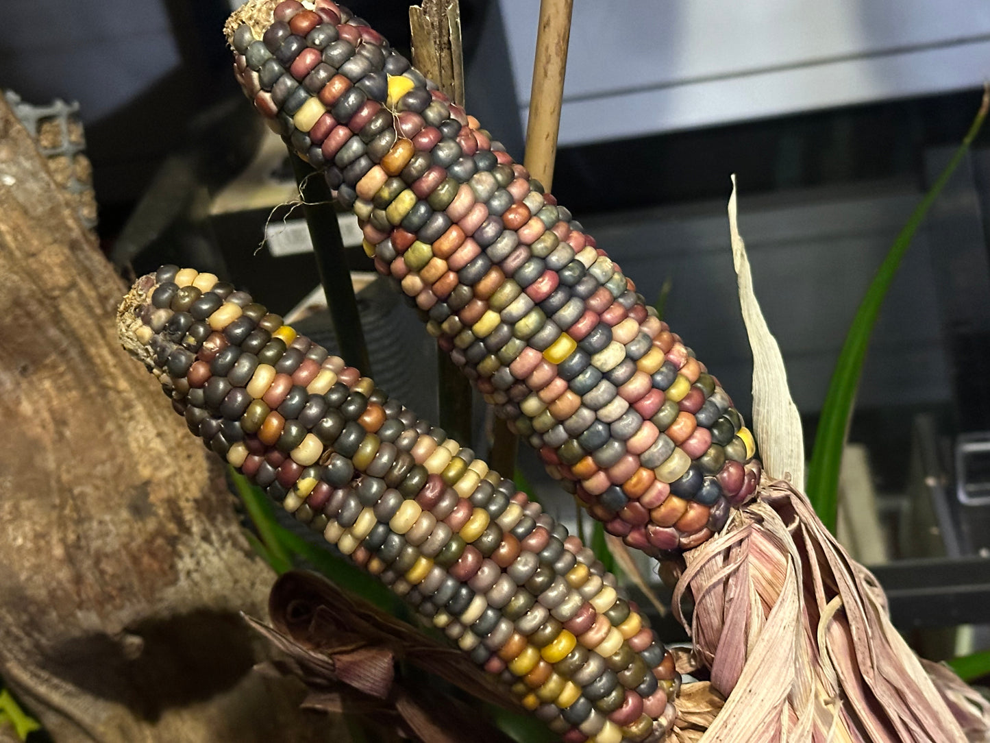 Grow the rainbow!  Glass Gem Corn Seeds.