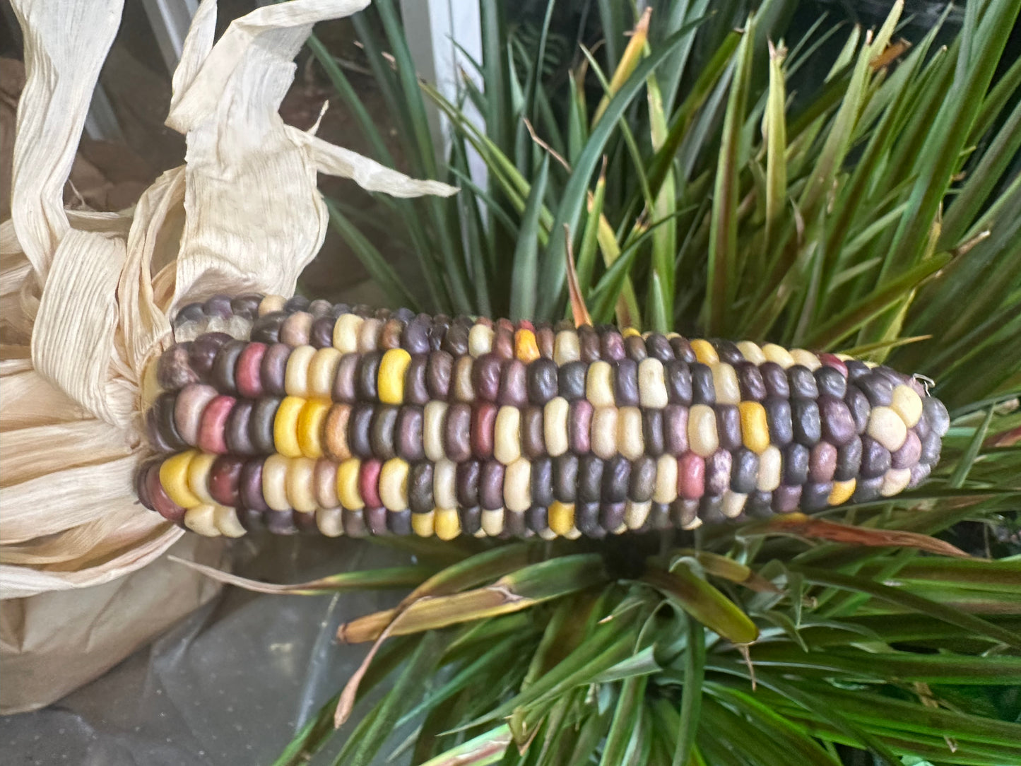 Grow the rainbow!  Glass Gem Corn Seeds.