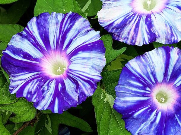 Morning Glory Seeds