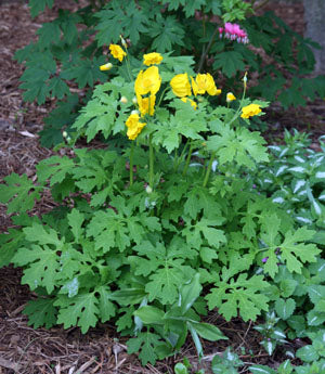 Celandine Poppy (Stylophorum diphyllum) seeds *Native Plant*