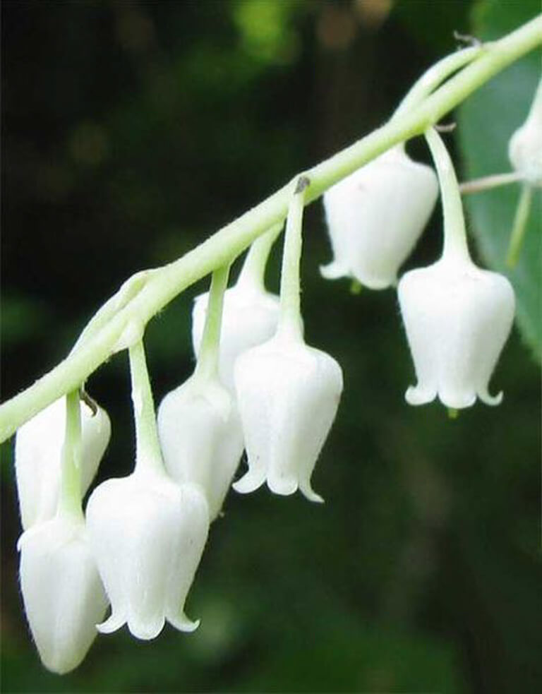 Sourwood Tree Seeds