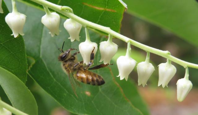 Sourwood Tree Seeds