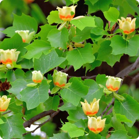 Tulip Tree (Liriodendron tulipifera) seeds