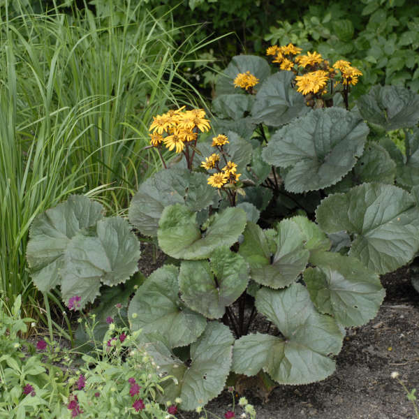 Ligularia dentata 'Britt-Marie Crawford' seeds