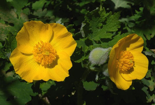 Celandine Poppy (Stylophorum diphyllum) seeds *Native Plant*
