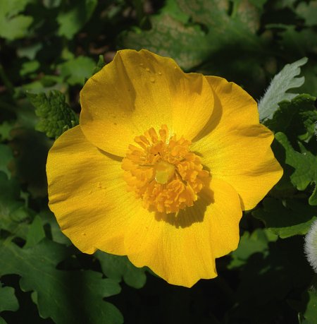 Celandine Poppy (Stylophorum diphyllum) seeds *Native Plant*