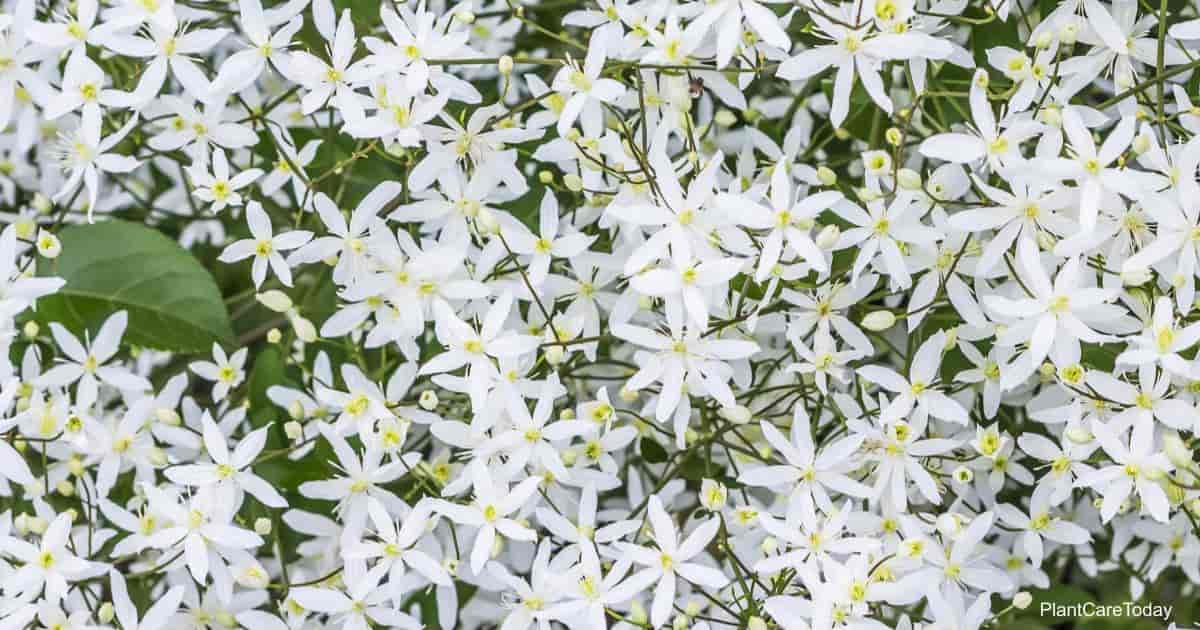 Clematis paniculata seeds (Sweet Autumn Clematis)