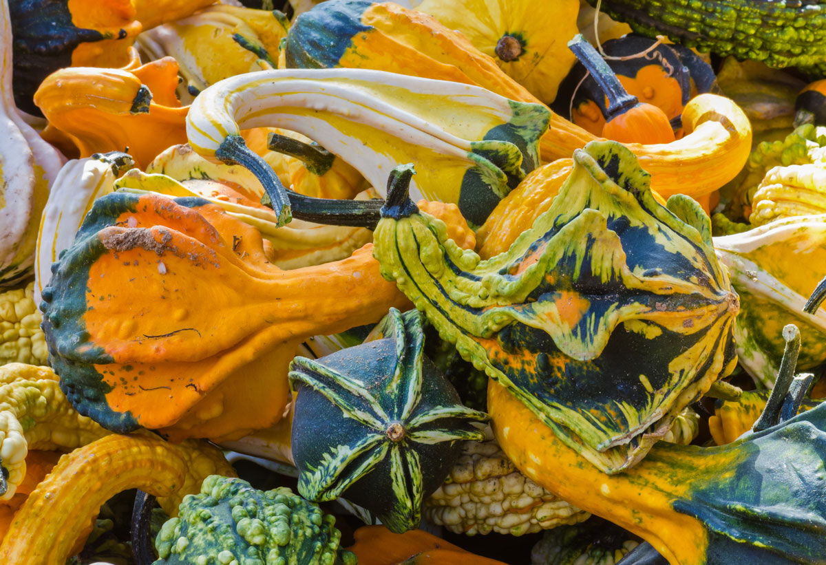 Mixed Decorative Gourd Seeds