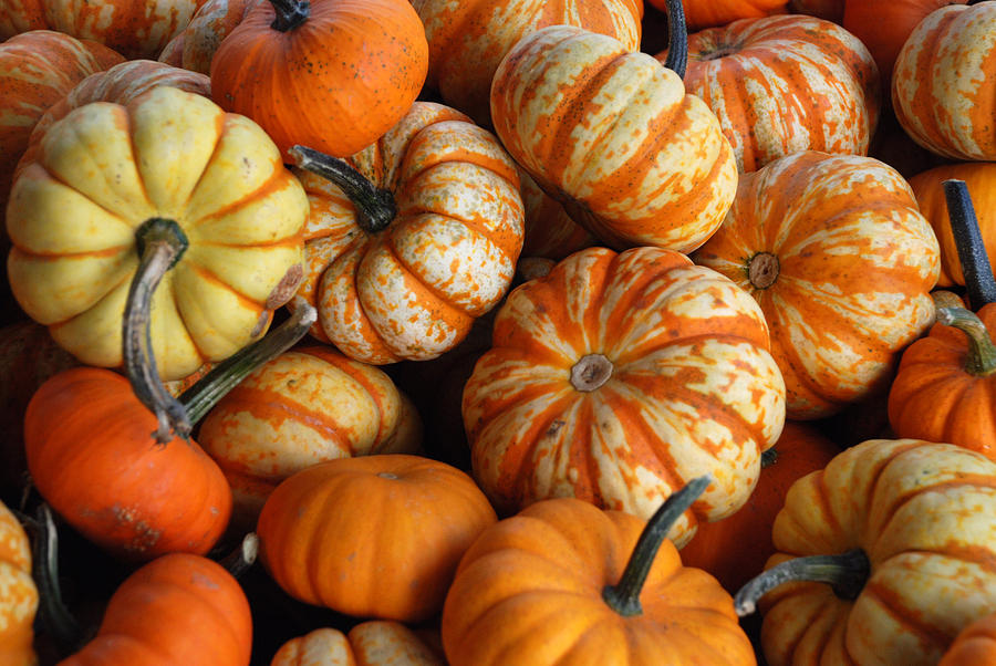 Mixed Decorative Gourd Seeds