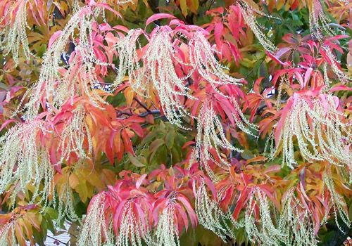 Sourwood Tree Seeds