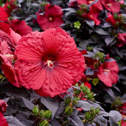 'Holy Grail' Rose Mallow Hibiscus hybrid seeds