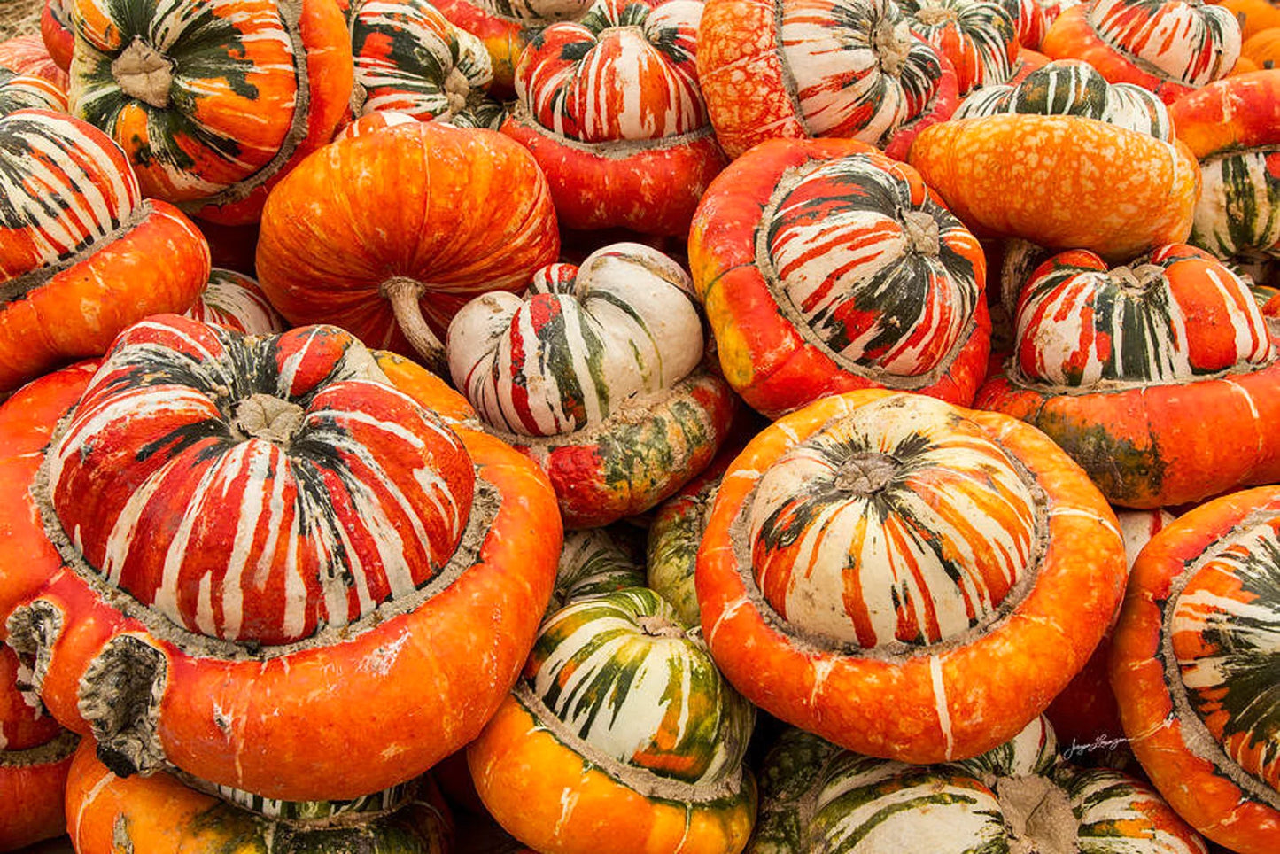 Mixed Decorative Gourd Seeds