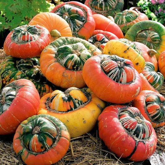 Cucurbita maxima (Turk's Turban Winter Squash)