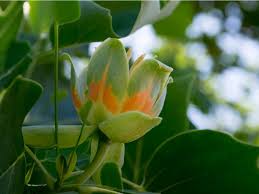 Tulip Tree (Liriodendron tulipifera) seeds