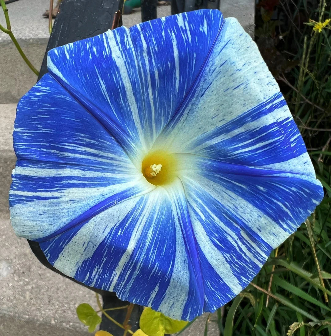 Morning Glory Seeds