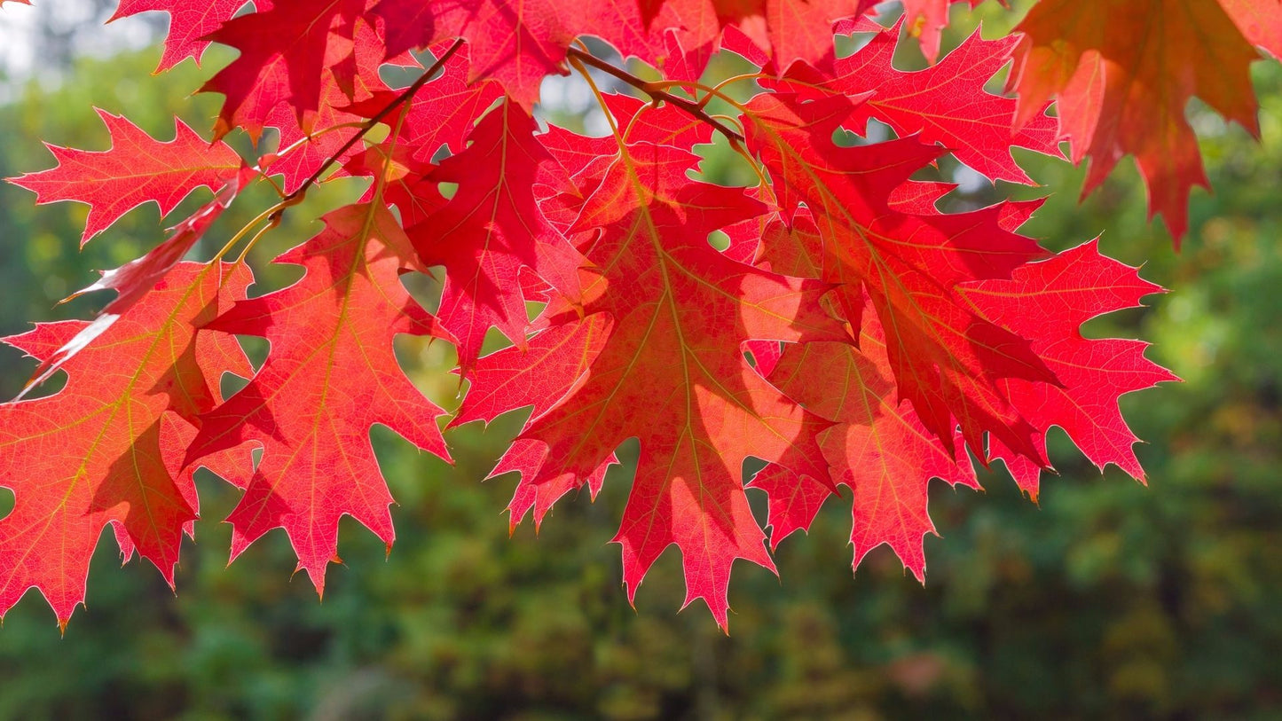 Historic Northern Red Oak Tree Seeds