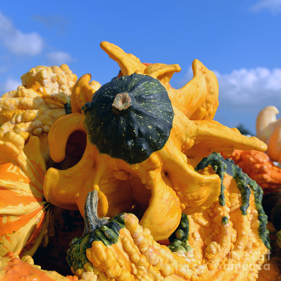 Mixed Decorative Gourd Seeds