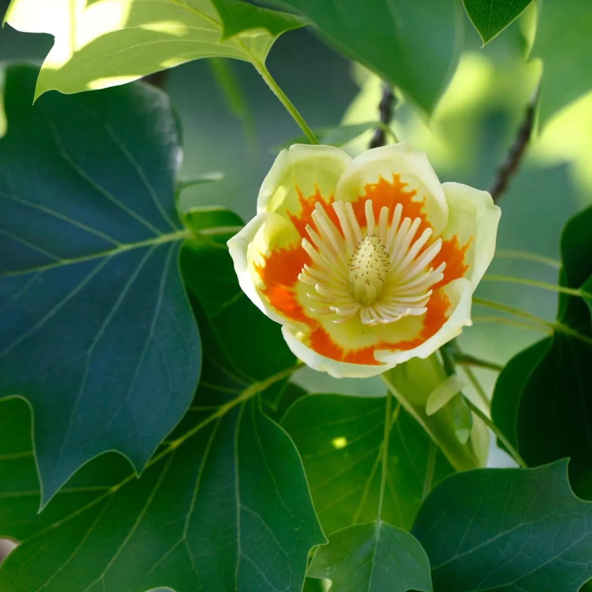 Tulip Tree (Liriodendron tulipifera) seeds