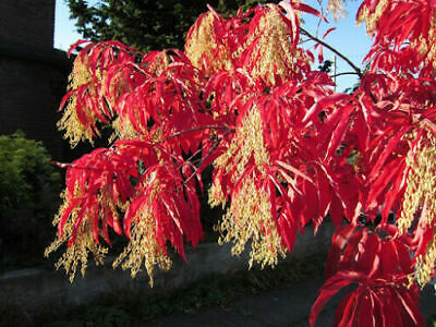 Sourwood Tree Seeds