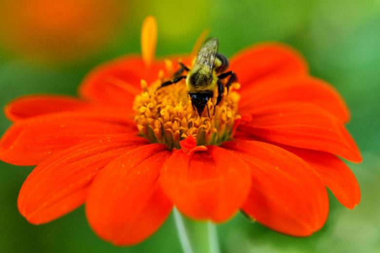 Tithonia Seeds