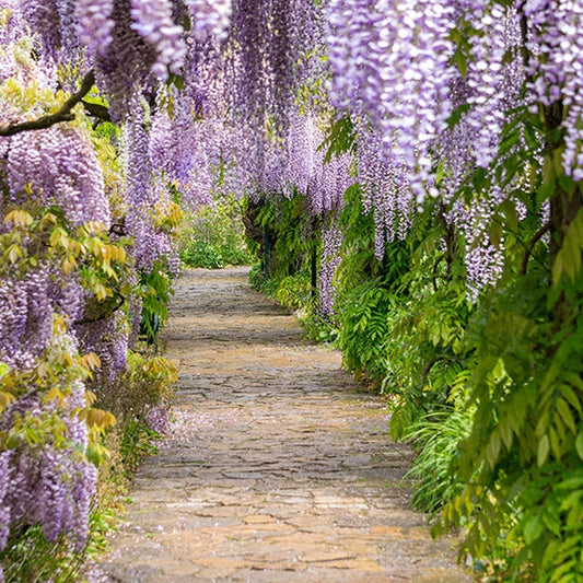 Wisteria macrostachya ‘Blue Moon’ seeds
